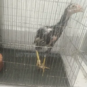 Fighter Chicken for Sale
