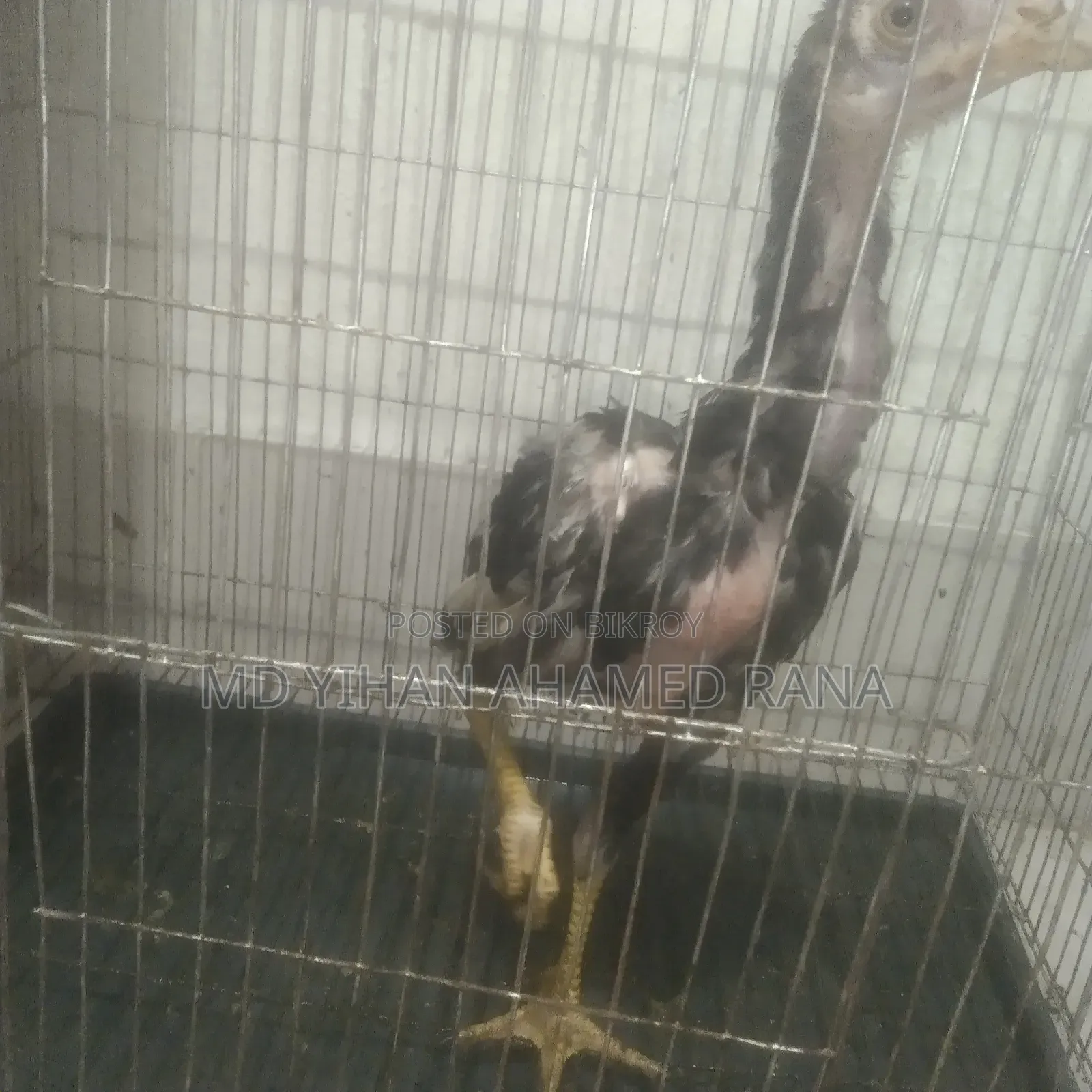 Fighter Chicken for Sale