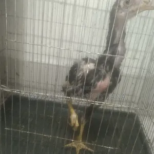 Fighter Chicken for Sale