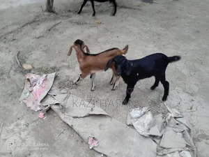 Need a baby goat