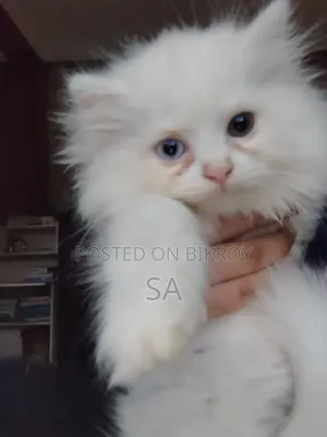 1-3 Months Male Purebred Persian