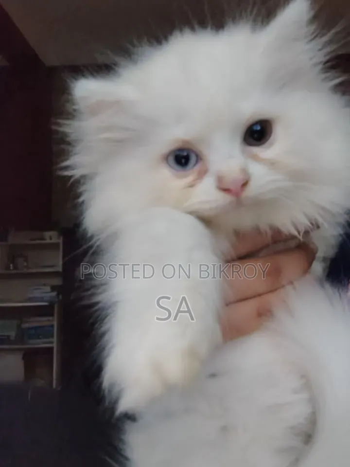 1-3 Months Male Purebred Persian
