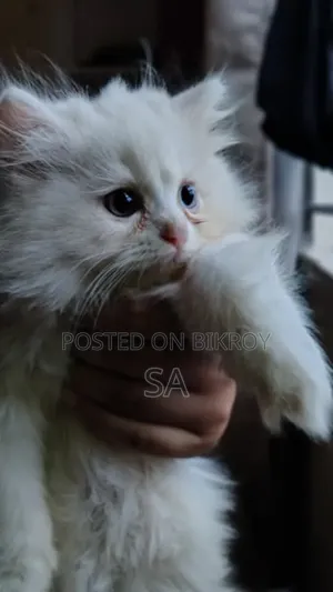 1-3 Months Male Purebred Persian