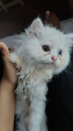 1-3 Months Male Purebred Persian