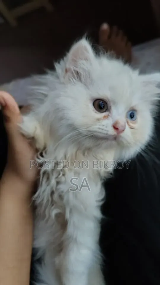 1-3 Months Male Purebred Persian