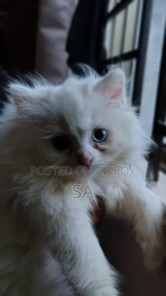 1-3 Months Male Purebred Persian