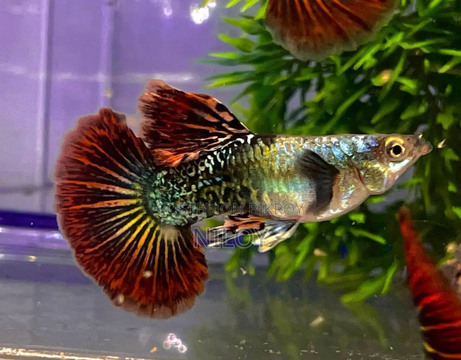 Red Dragon Guppy