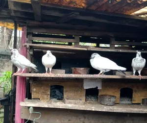 Giribaz Pigeon