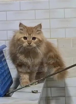 1-3 Months Male Purebred Persian