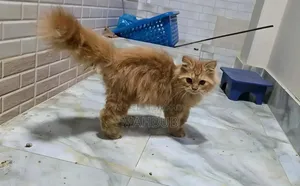 1-3 Months Male Purebred Persian