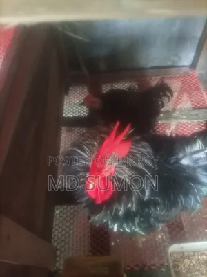 Frizzle Chicken Running Pair for Sale