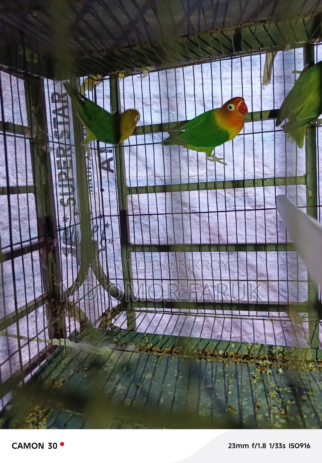 তিন পিচ লাভবার্ডস পাখি বিক্রি হবে!