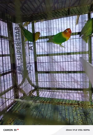 তিন পিচ লাভবার্ডস পাখি বিক্রি হবে!
