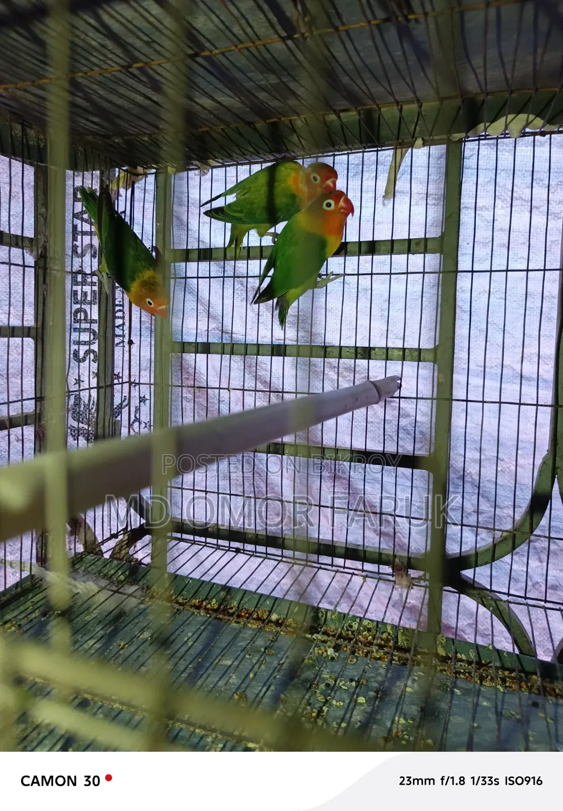 তিন পিচ লাভবার্ডস পাখি বিক্রি হবে!