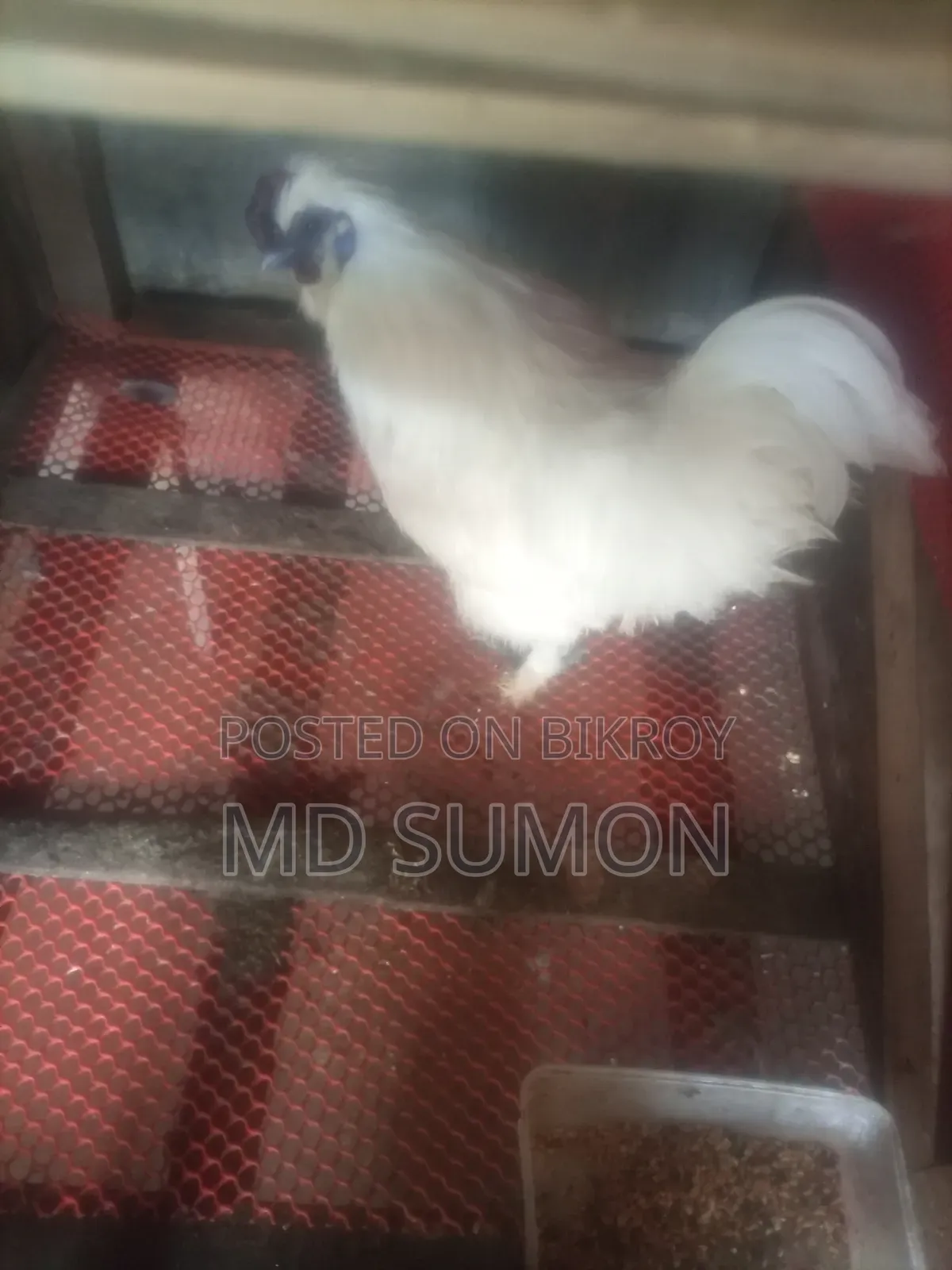 Silkie Chicken Male Running