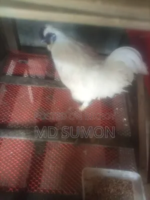 Silkie Chicken Male Running