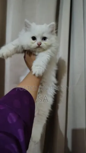 1-3 Months Male Purebred Persian