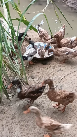 Khaki Campbell Duck