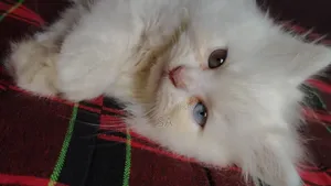 1-3 Months Male Purebred Persian