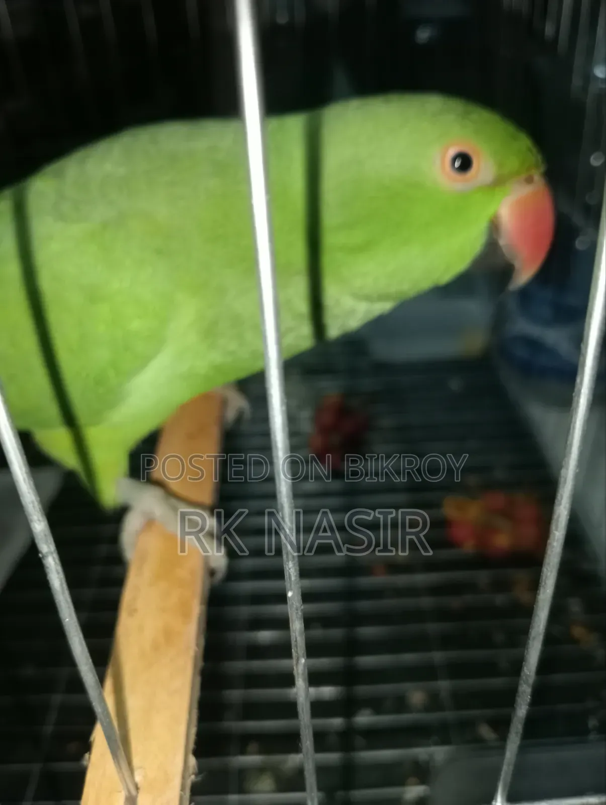 খাঁচাসহ একটি টিয়া পাখি বিক্রয় করা হবে।