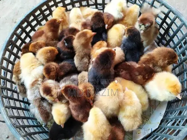 A Grade Tiger Chicken Chicks