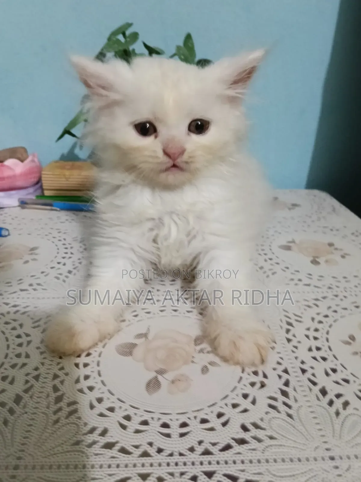 1-3 Months Male Purebred Persian