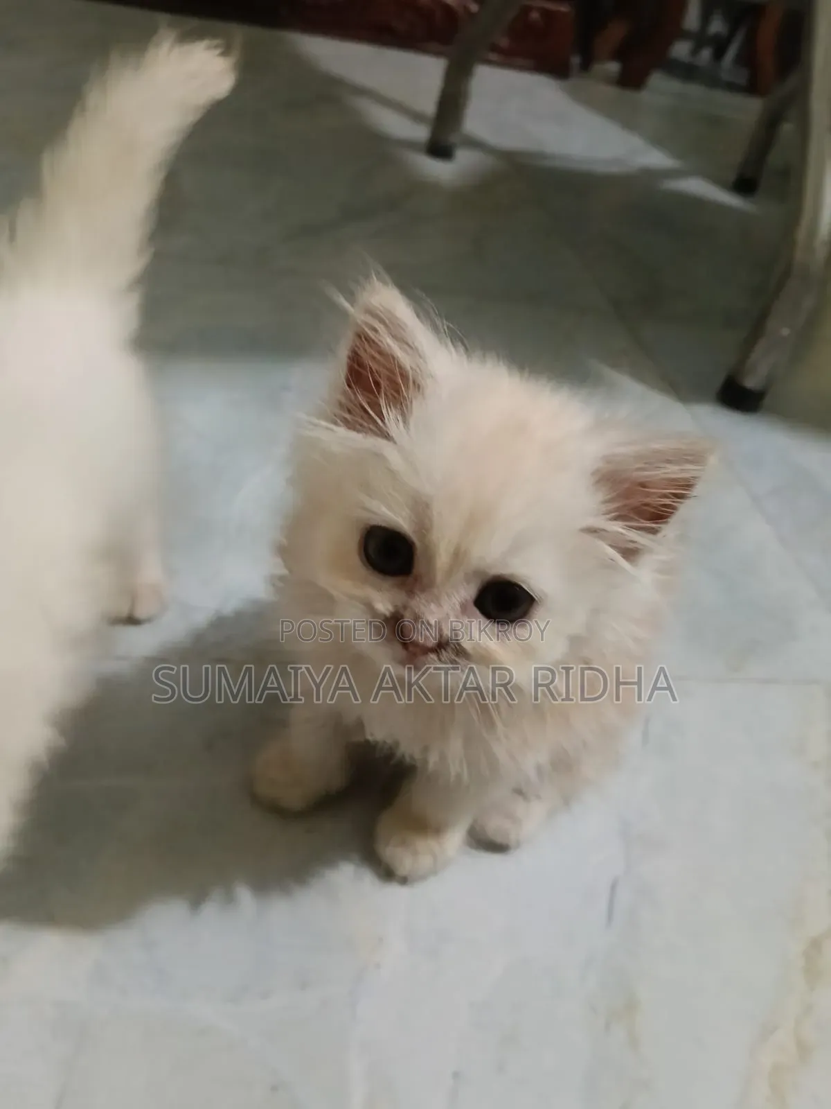 1-3 Months Male Purebred Persian