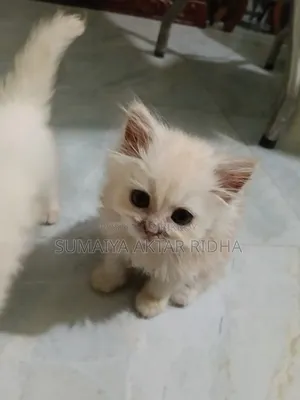 1-3 Months Male Purebred Persian