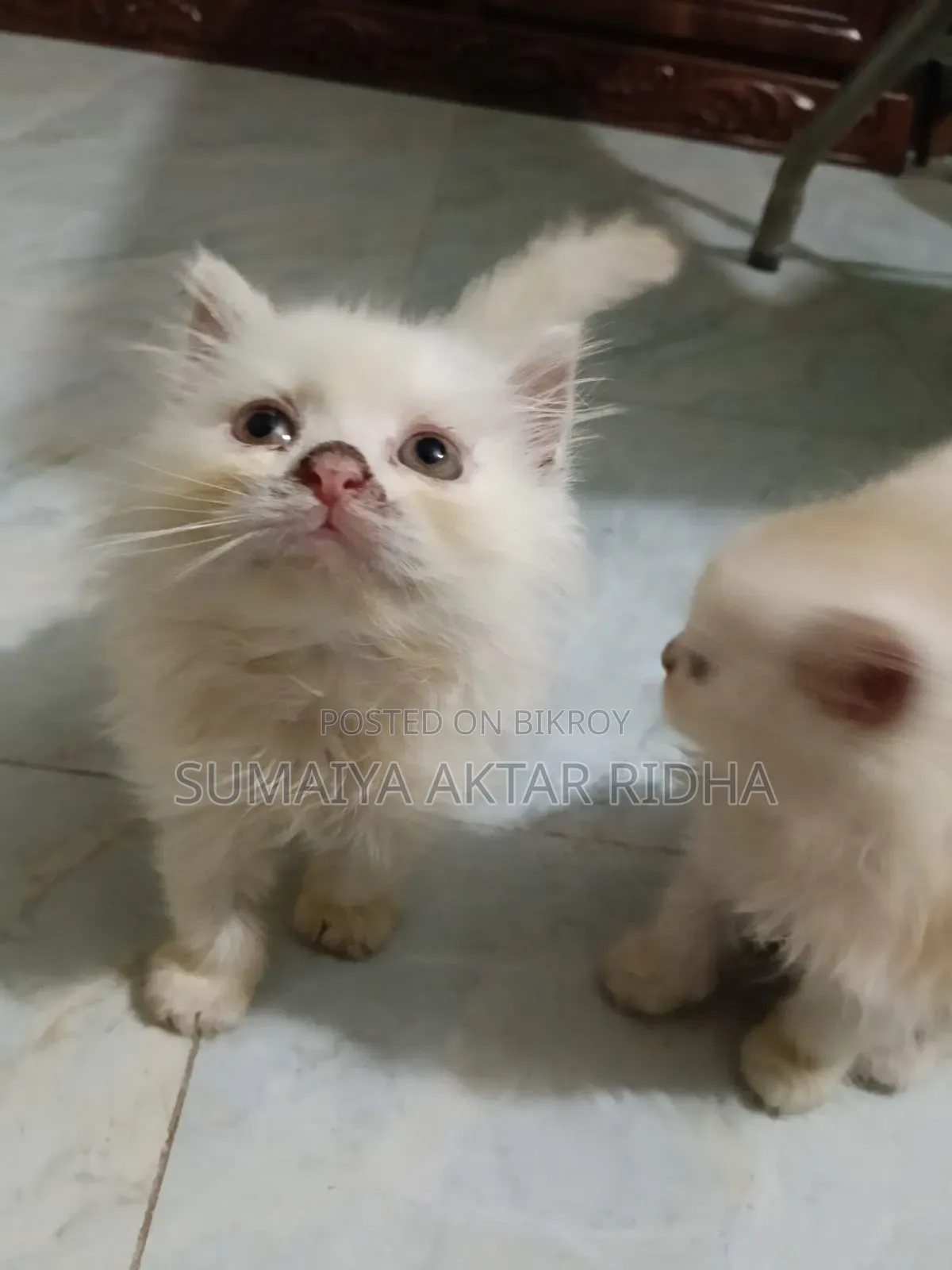 1-3 Months Male Purebred Persian