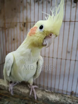 ককাটেল পাখি