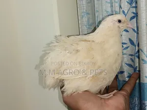 European Giant Courtnix Hatching Eggs