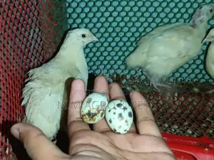 European Giant Courtnix Hatching Eggs
