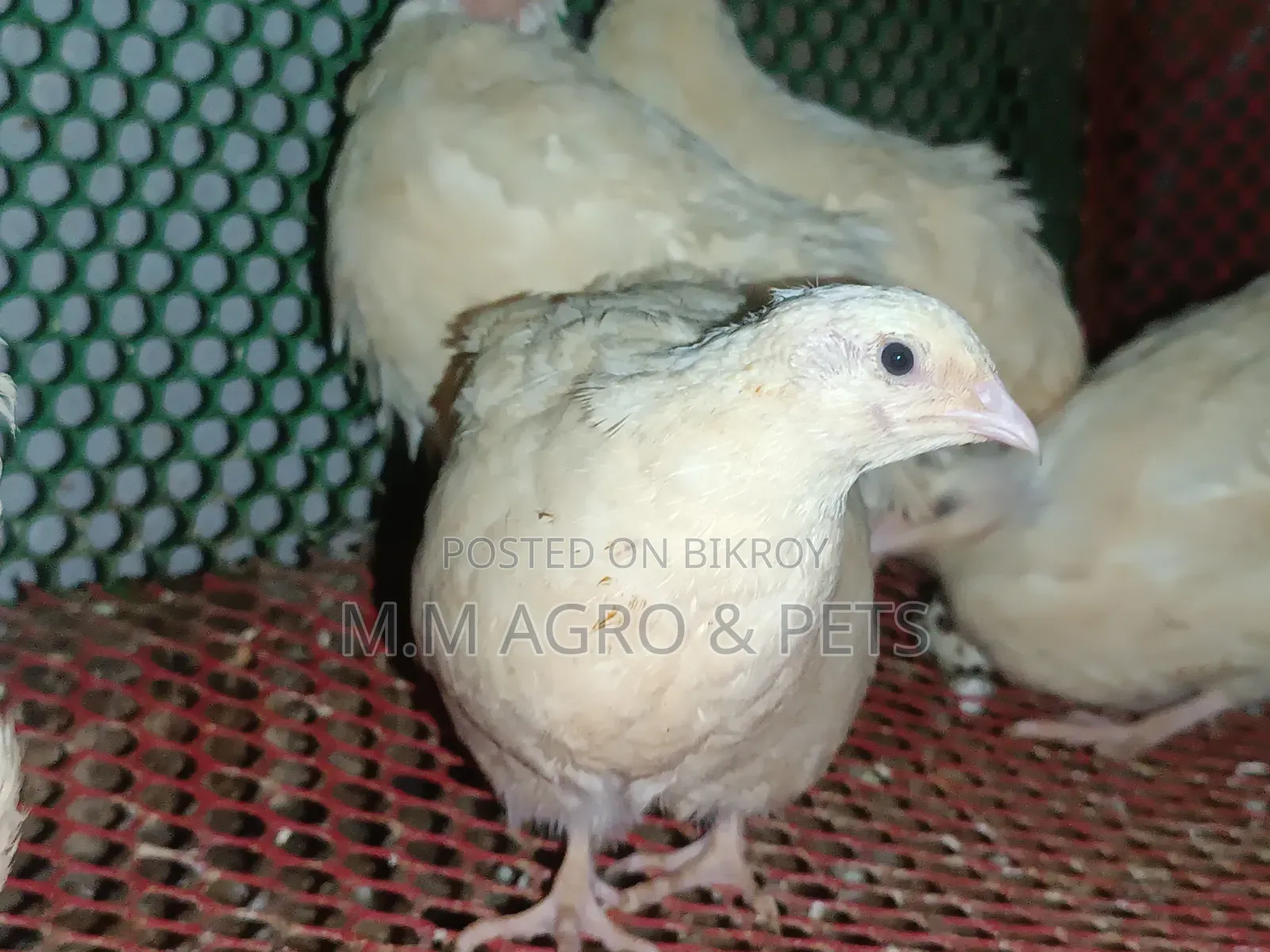 European Giant Courtnix Hatching Eggs