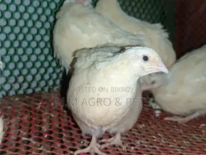 European Giant Courtnix Hatching Eggs