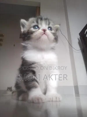 1-3 Months Male Purebred Persian
