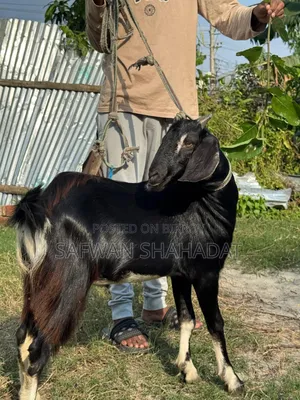Male Goat
