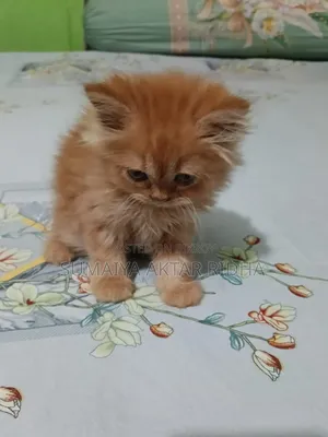 1-3 Months Female Purebred Persian