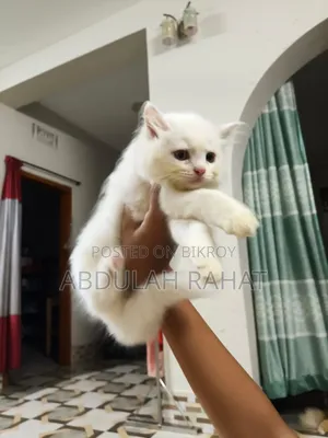 1-3 months Female Purebred Persian