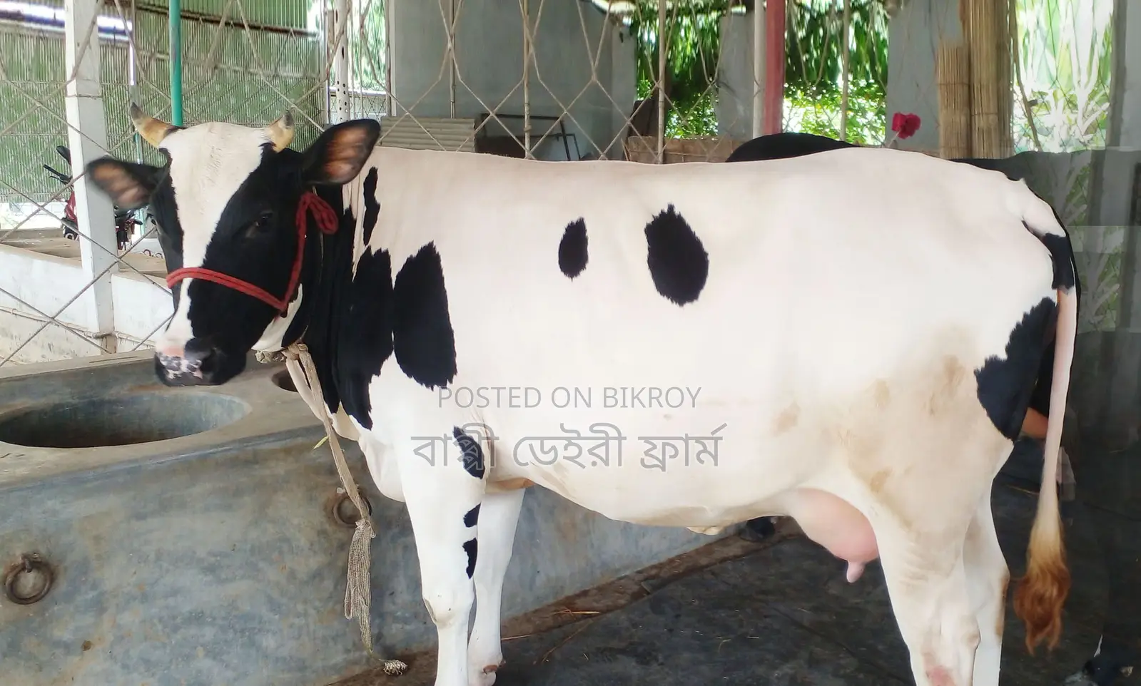 Improved breed cow number 1386 for sale.