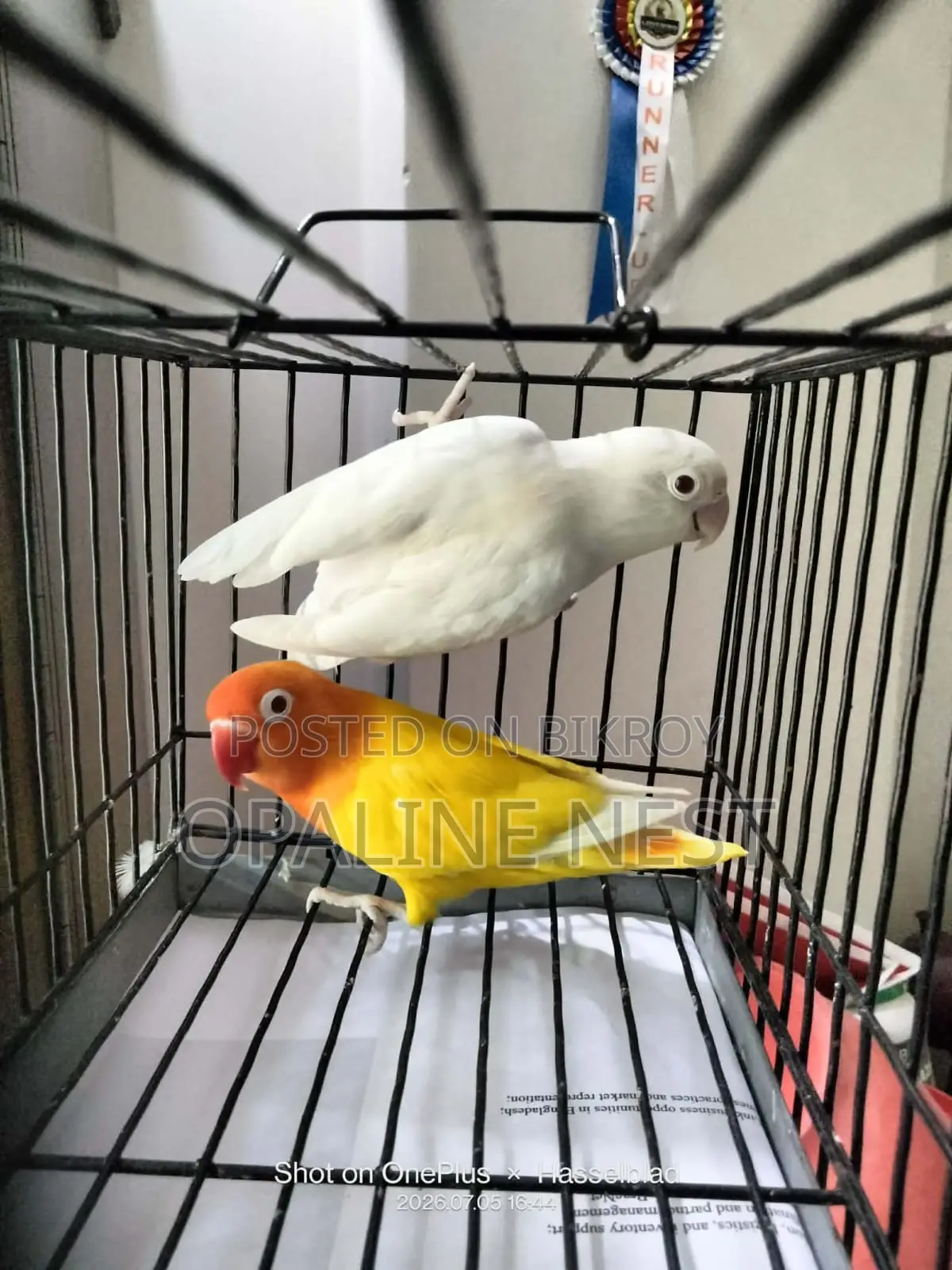 Lovebird Running Pair