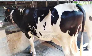 1387 Friesian Cow.