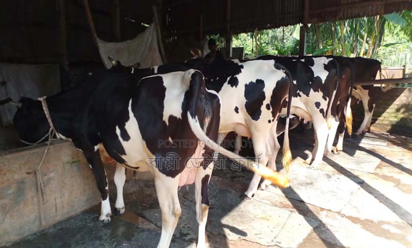 1388 Selected High-Quality 5 Cows for Sale.