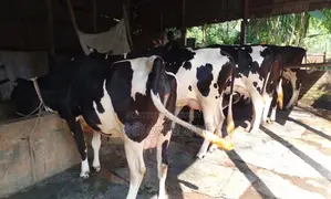 1388 Selected High-Quality 5 Cows for Sale.