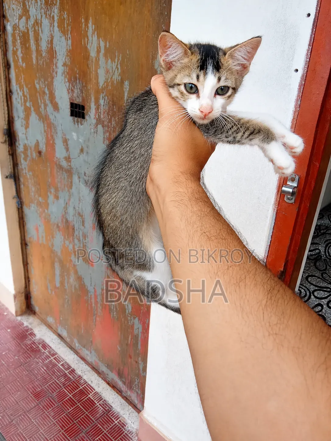 1-3 Months Male Mixed Breed Persian