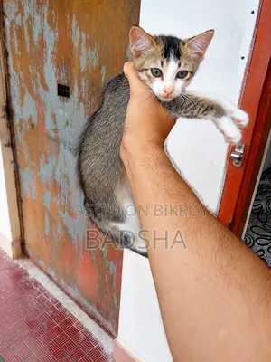 1-3 Months Male Mixed Breed Persian