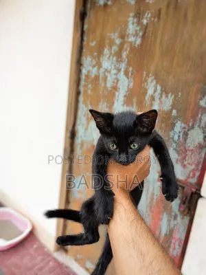 1-3 Months Male Mixed Breed Persian