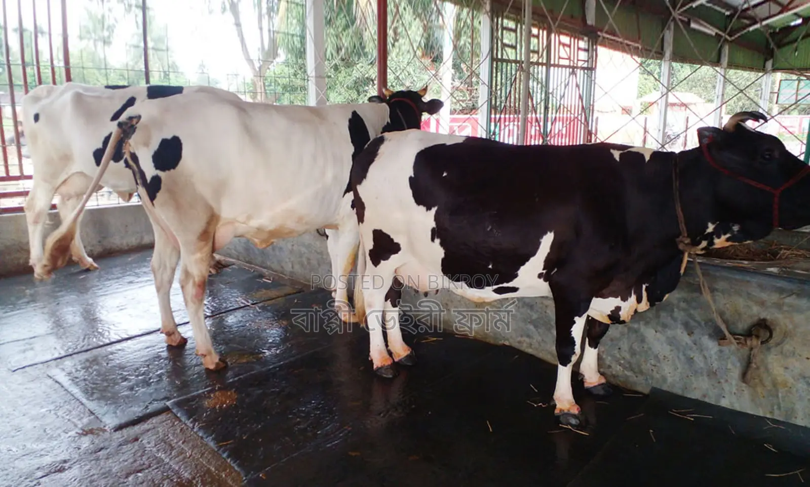 3 cows for sale, ID no. 1389.