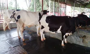 3 cows for sale, ID no. 1389.