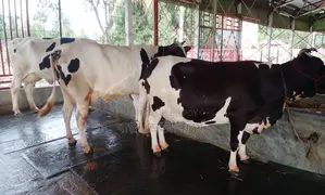 3 cows for sale, ID no. 1389.