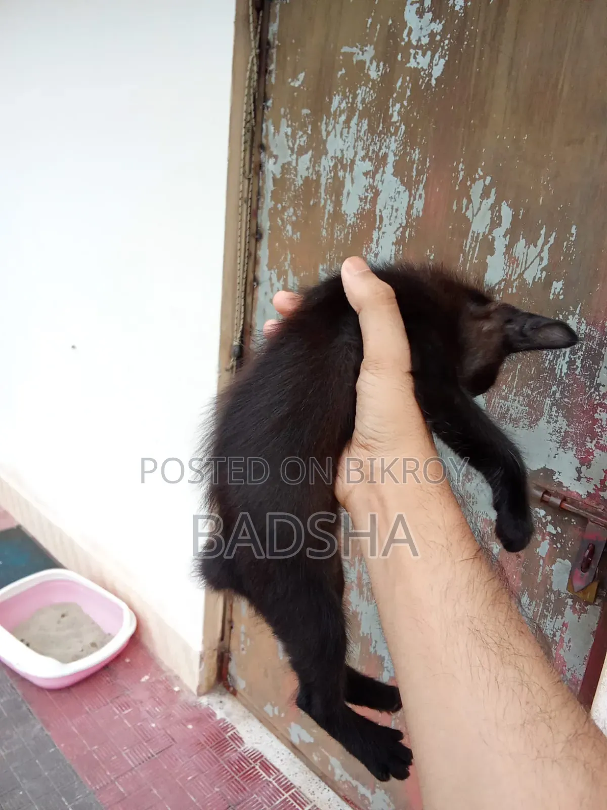 1-3 Months Male Mixed Breed Persian